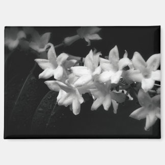 Jasmine Black and White Flowers Photograph Magneet