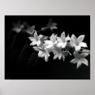 Jasmine Black en White Flowers Foto Poster