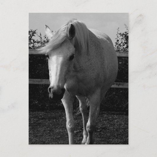 Jasmine Briefkaart (Voorkant)