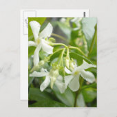 Jasmine Briefkaart (Voorkant / Achterkant)