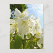 Jasmine Flowers Briefkaart (Voorkant)