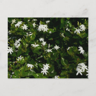 Jasmine Flowers Tropical Floral Botanical Briefkaart