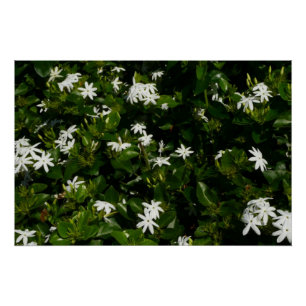 Jasmine Flowers Tropical Floral Botanical Perfect Poster