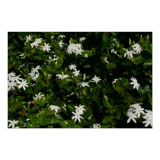 Jasmine Flowers Tropical Floral Botanical Perfect Poster (Voorkant)