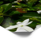 Jasmine Flowers Tropical Floral Botanical Perfect Poster (Hoek)