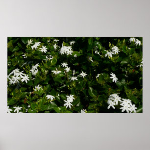 Jasmine Flowers Tropical Floral Botanical Poster