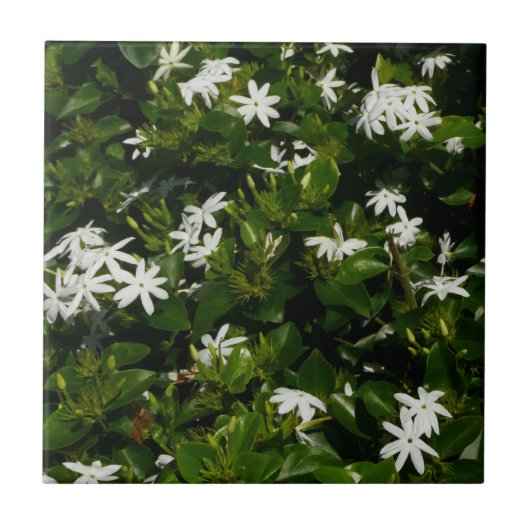 Jasmine Flowers Tropical Floral Botanical Tegeltje (Voorkant)
