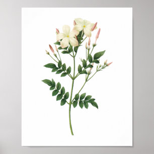 jasmine (Jasminum grandiflorum) van Redouté Poster