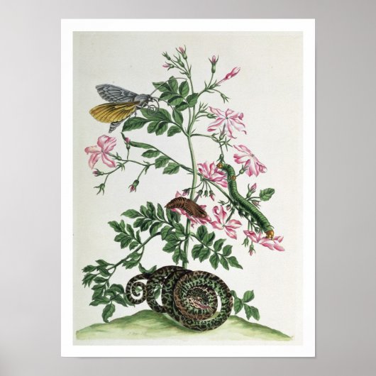 Jasmine: met slang, mot, caterpiller en chrysal poster (Voorkant)