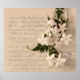 jasmine op het oude poster van het manuscript hand