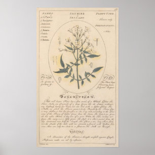 Jasmine Plant Print