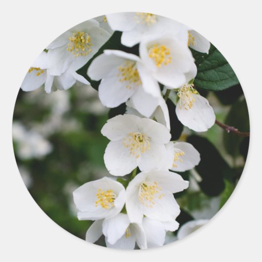 Jasmine Ronde Sticker (Voorkant)