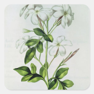 Jasmine, uit La Guirlande de Julie Vierkante Sticker