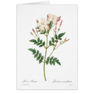 Jasminum grandiflorum