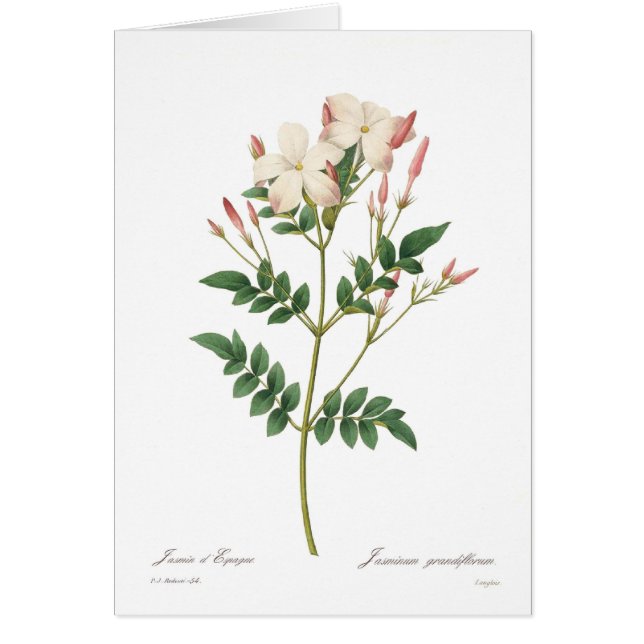 Jasminum grandiflorum (Voorkant)