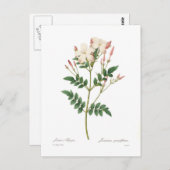 Jasminum grandiflorum briefkaart (Voorkant / Achterkant)