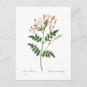 Jasminum grandiflorum briefkaart