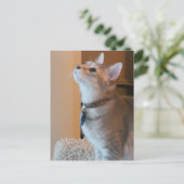 Jasper Blank Kitten Photo Briefkaart (Staand voorkant)