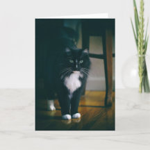 Jasper de smoking kat