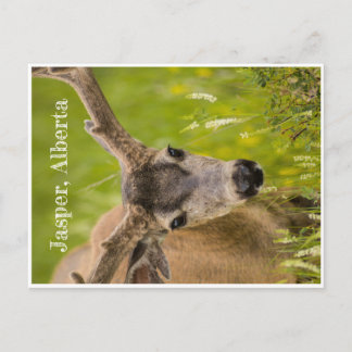 Jasper Post Card Briefkaart