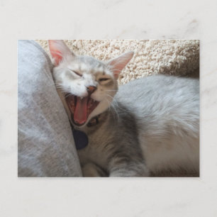 Jasper Yawning Kitten Photo Briefkaart