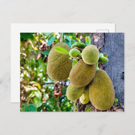 jasvruchten briefkaart (Voorkant / Achterkant)