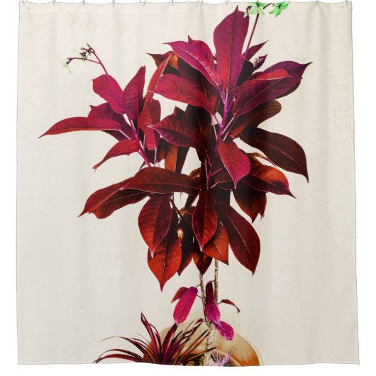 Jatropha-Plant in het diepe rood Douchegordijn (Voorkant)