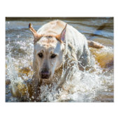 Jaune actif Labrador Splashing : Photographie d'an (Devant)