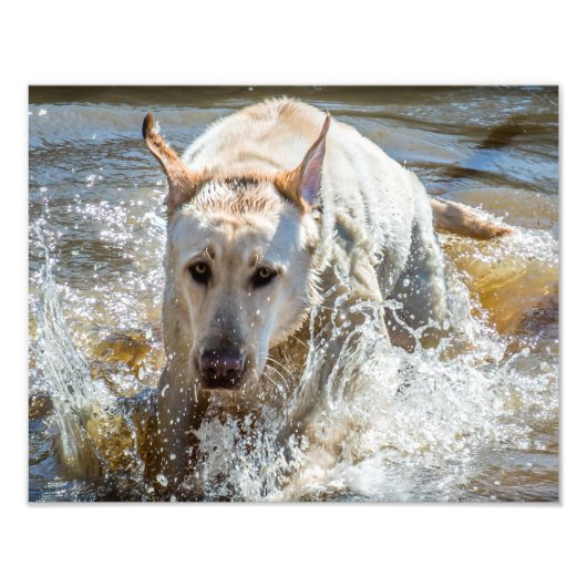 Jaune actif Labrador Splashing : Photographie d'an (Devant)