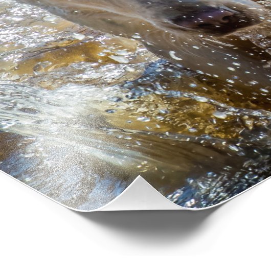 Jaune actif Labrador Splashing : Photographie d'an (Coin)