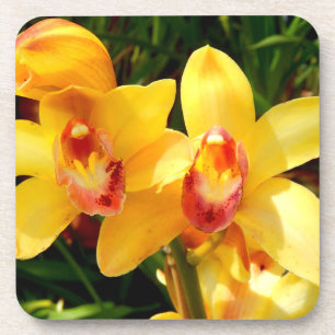 Jaune Cymbidium Orchidée Dessous de verre en plast