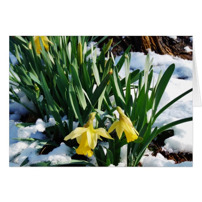 Jaune Daffodils fleurs dans la neige (Devant horizontal)