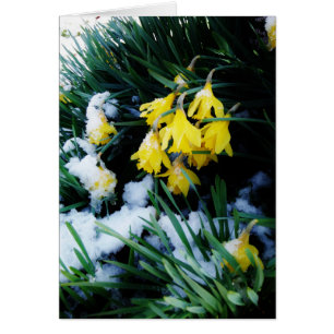 Jaune Daffodils fleurs dans la neige