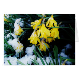 Jaune Daffodils fleurs dans la neige