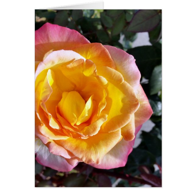 jaune et rose (Devant)