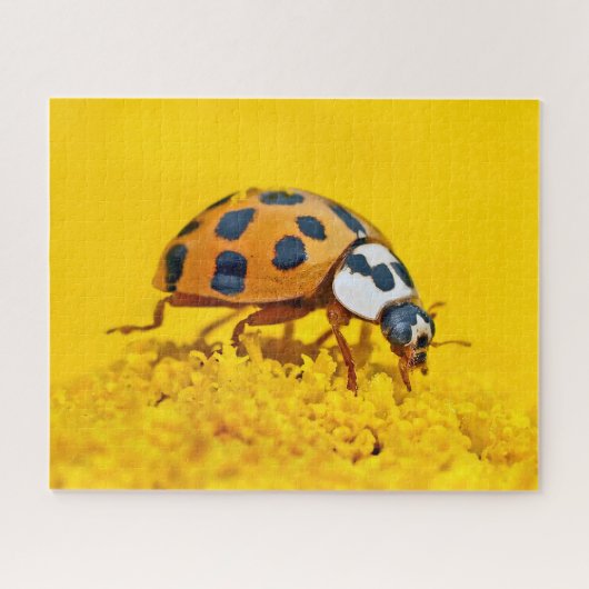 Jaune Ladybird, puzzle (Horizontal)