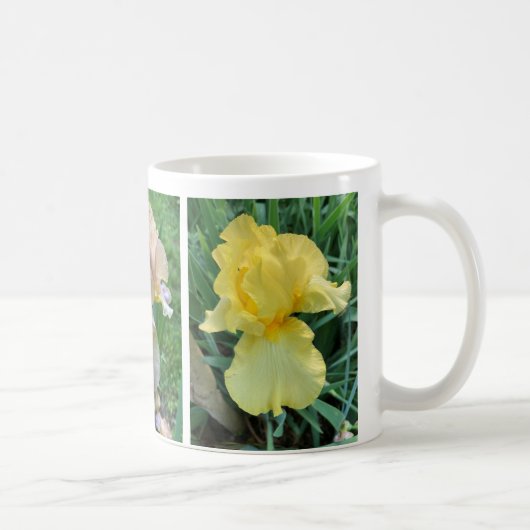 Jaune violet rose Iris Élégant Photo Mug (Droite)