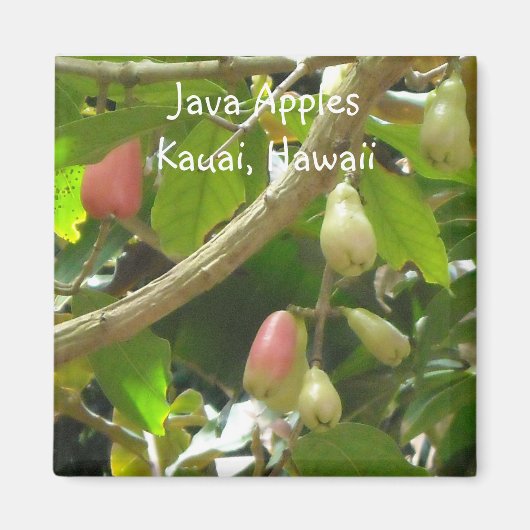 Java Appels Magneet (Voorkant)