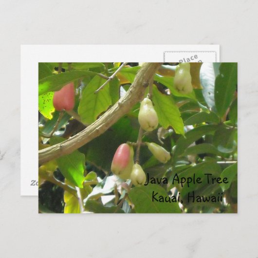Java Apple-structuur Briefkaart (Voorkant / Achterkant)