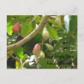 Java Apple-structuur Briefkaart (Voorkant)