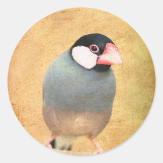 Java Sparrow Ronde Sticker