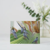 Java Sparrows Hawaii Briefkaart (Staand voorkant)
