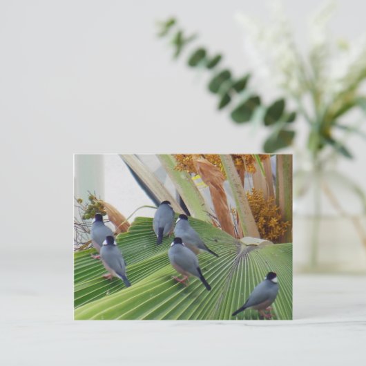 Java Sparrows Hawaii Briefkaart (Staand voorkant)