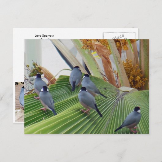 Java Sparrows Hawaii Briefkaart (Voorkant / Achterkant)