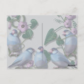 Java Sparrows, Java Coffee Briefkaart (Achterkant)