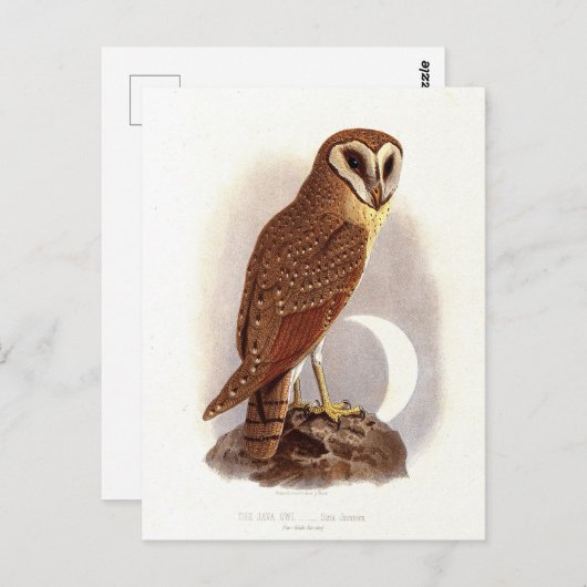 Java Uil  Illustratie Briefkaart (Voorkant / Achterkant)
