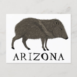 Javelina ARIZONA woestijn Natuur van wilde dieren Briefkaart