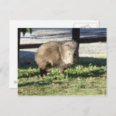 Javelina Briefkaart (Voorkant / Achterkant)