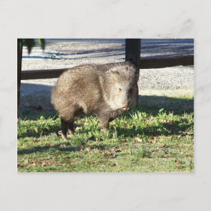 Javelina Briefkaart