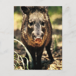 Javelina Briefkaart